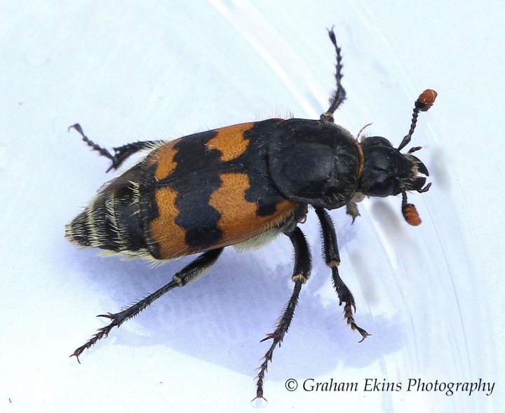 Nicrophorus vespillo Copyright: Graham Ekins