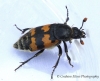 Nicrophorus vespillo