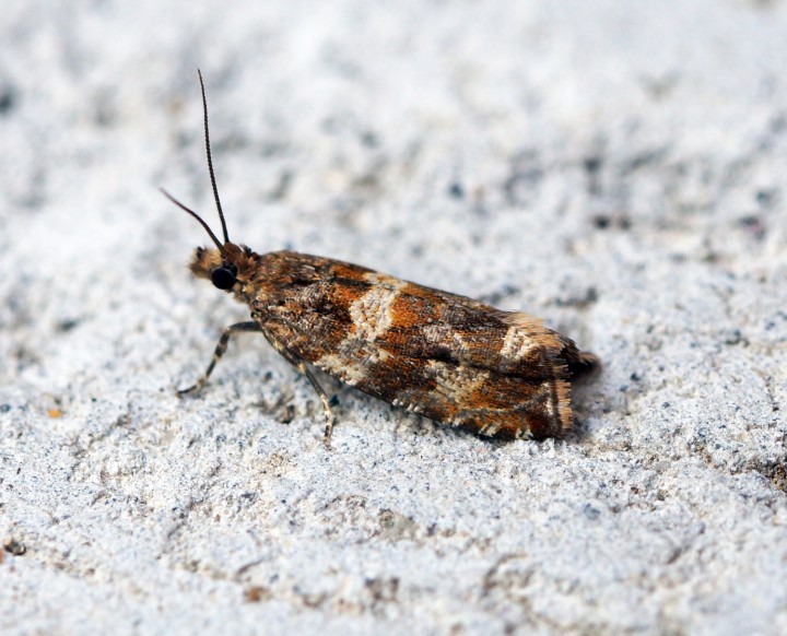 Celypha cespitana 2 Copyright: Ben Sale