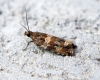 Celypha cespitana 2 Copyright: Ben Sale