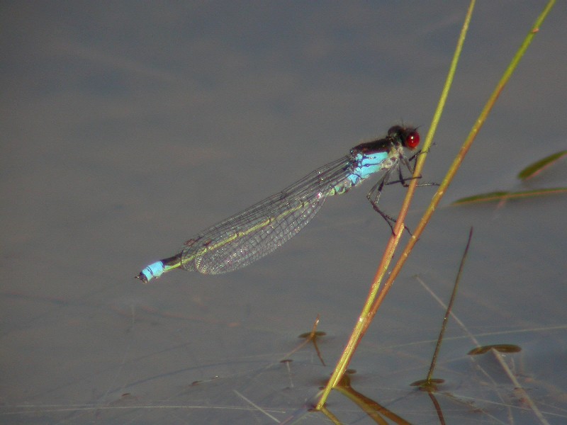 Red-eyed Damselfly Copyright: Malcolm Riddler