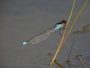 Red-eyed Damselfly  