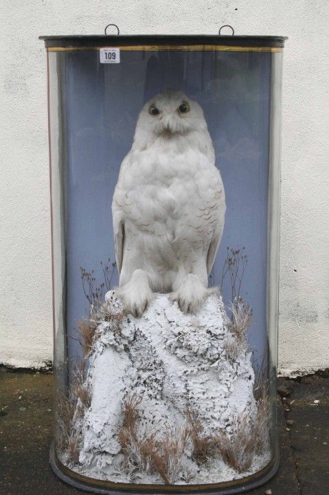 Snowy Owl Copyright: Peter Harvey