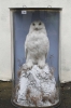 Snowy Owl 