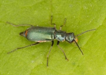 Cordylepherus viridis Copyright: Peter Harvey