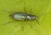 Cordylepherus viridis Copyright: Peter Harvey