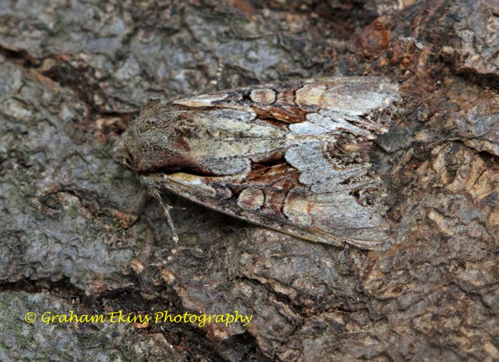 Light Brocade 5 Copyright: Graham Ekins