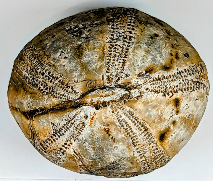 Cretaceous Fossil Echinocorys in flint top Copyright: William George