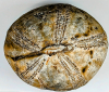 Cretaceous Fossil Echinocorys in flint top 