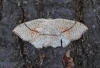 Maiden's Blush 3 Copyright: Graham Ekins