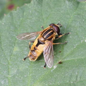 Helophilus hybridus male Copyright: Geoff Vowles