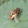 Helophilus hybridus male