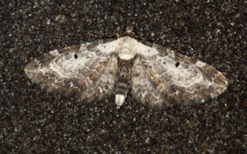 Bordered Pug Copyright: Ben Sale