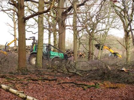 Writtle Park Coppicing Copyright: Graham Smith