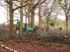 Writtle Park Coppicing 