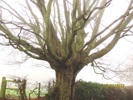 Hornbeam Pollard 1 Copyright: Graham Smith