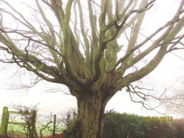 Hornbeam Pollard 1 Copyright: Graham Smith