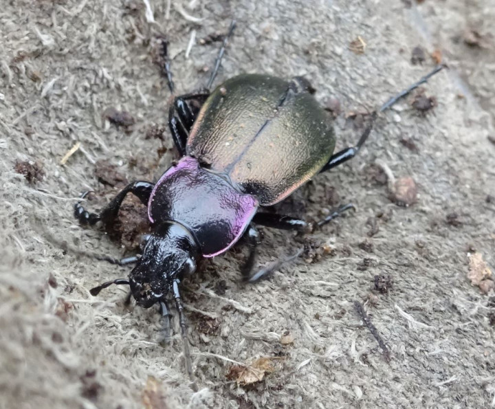 Bronze Ground Beetle Copyright: Peter Squire