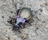 Bronze Ground Beetle