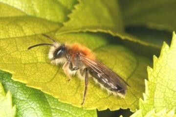 Andrena nitida