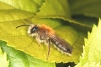 Andrena nitida Copyright: Peter Harvey