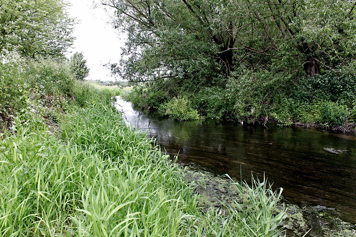 The River Roding - (20 May 2011) Copyright: Leslie Butler