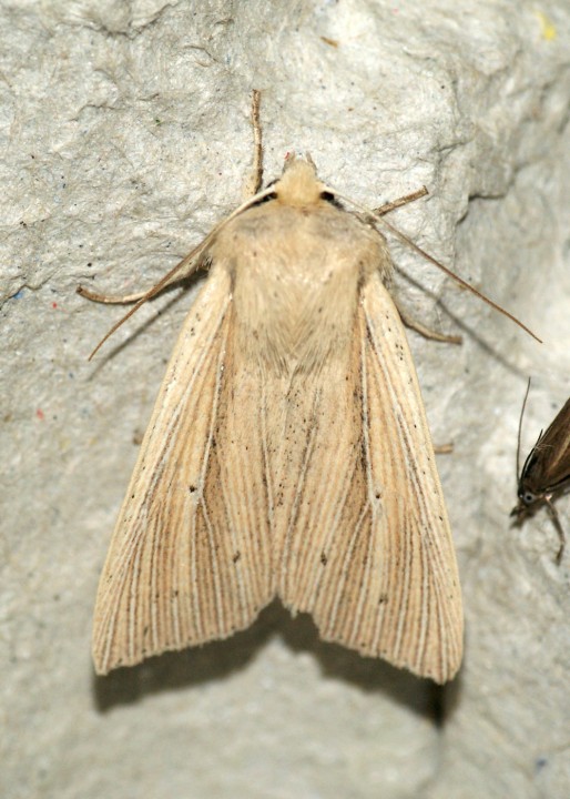 Southern Wainscot 2 Copyright: Ben Sale