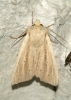 Southern Wainscot 2