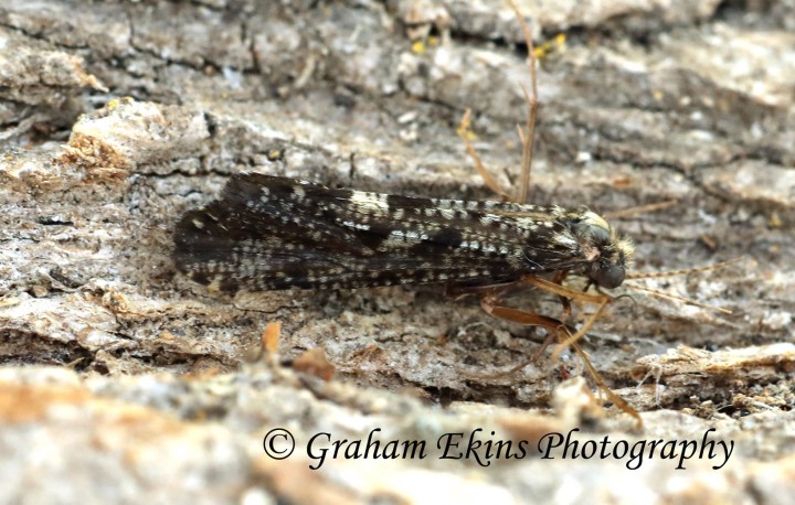 Hydropsyche siltalai Copyright: Graham Ekins