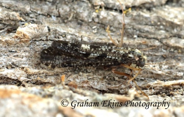 Hydropsyche siltalai Copyright: Graham Ekins