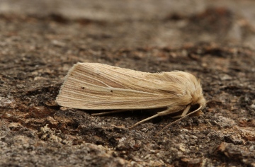 Smoky Wainscot  Mythimna impura Copyright: Graham Ekins