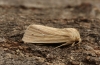 Smoky Wainscot  Mythimna impura Copyright: Graham Ekins