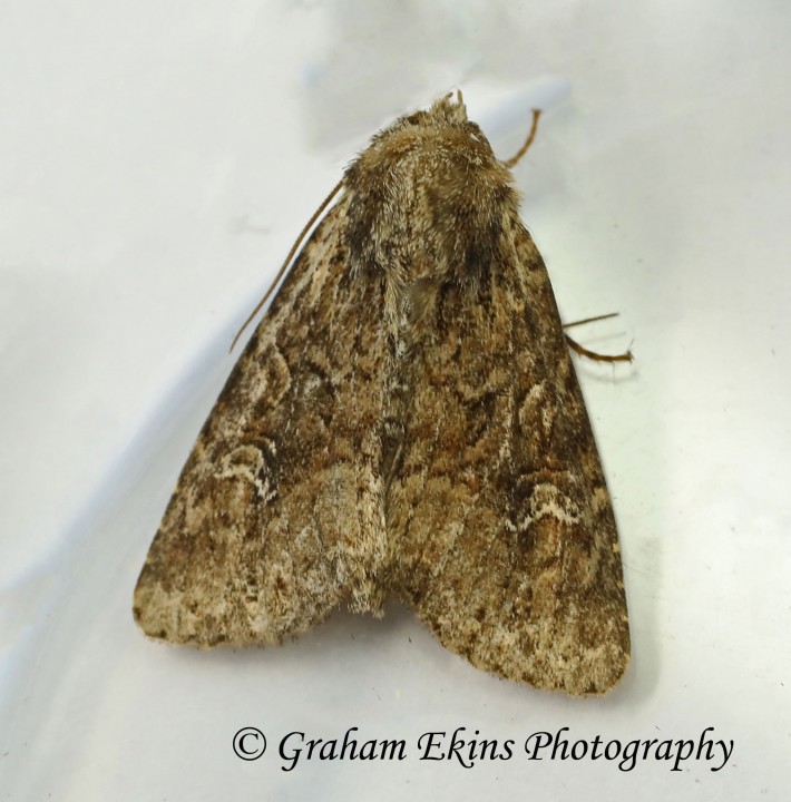 Apamea unanimis   Small Clouded Brindle Copyright: Graham Ekins