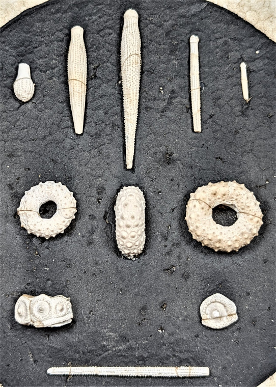 Pufleet fossil echinoids and spines detail Copyright: Mike Daniels Collection