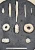 Pufleet fossil echinoids and spines detail