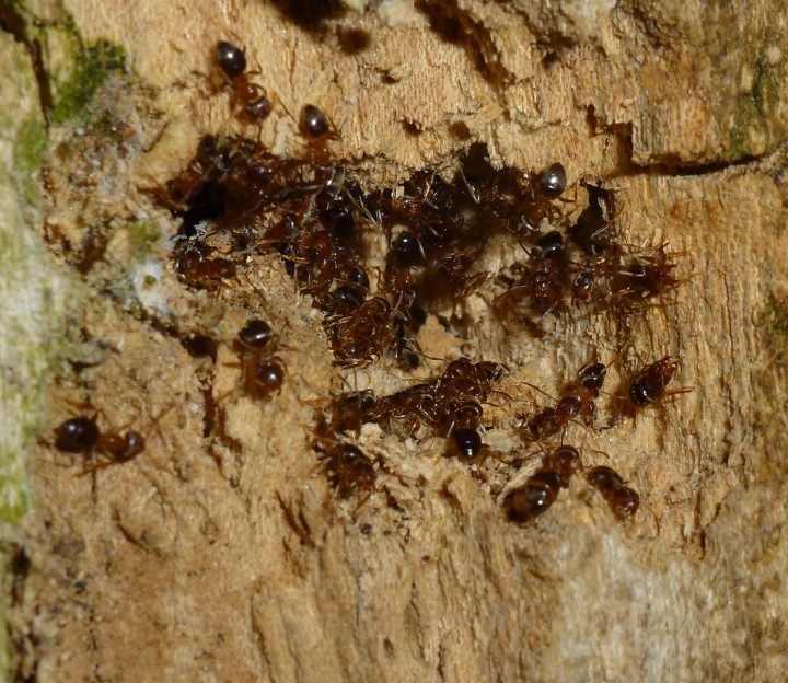 Lasius Brunneus 2 Copyright: Peter Furze