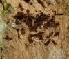 Lasius Brunneus 2 Copyright: Peter Furze