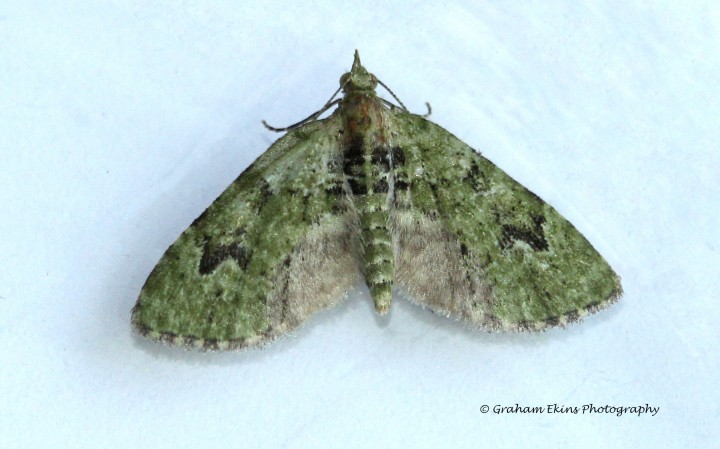 Chloroclystis v-ata  V-Pug Copyright: Graham Ekins