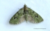 Chloroclystis v-ata  V-Pug Copyright: Graham Ekins