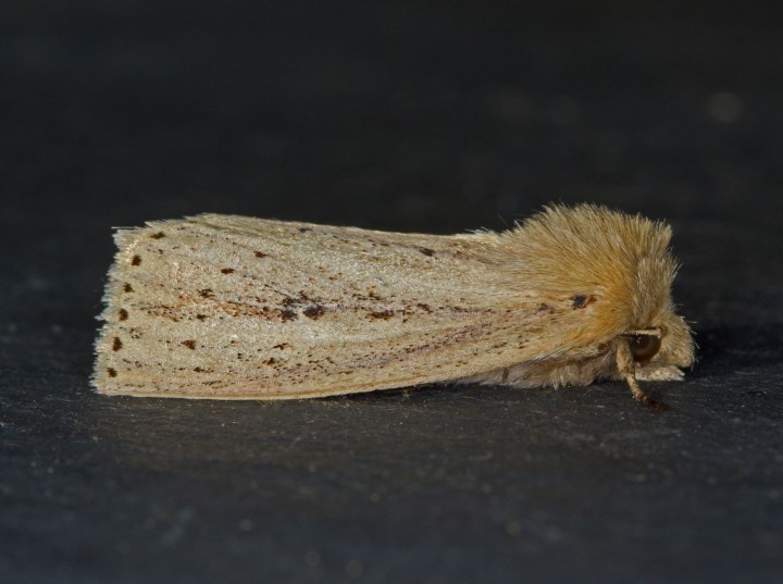 Webb's Wainscot Copyright: Graham Ekins