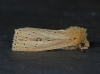 Webb's Wainscot Copyright: Graham Ekins