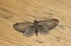 Common Pug