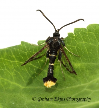 Synanthedon andrenaeformis Orange-tailed Clearwing 2 Copyright: Graham Ekins