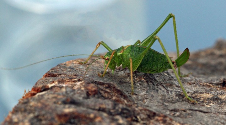 Leptophyes punctatissima  (Specked Bush Cricket) Copyright: Graham Ekins