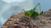Leptophyes punctatissima  (Specked Bush Cricket) Copyright: Graham Ekins
