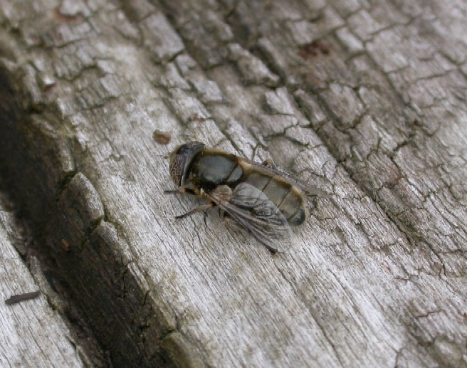 A hoverfly - Eristalinus sp (WTCP 05-05-06). Copyright: Malcolm Riddler