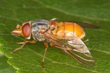 Rhingia rostrata Copyright: Peter Harvey