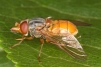 Rhingia rostrata Copyright: Peter Harvey