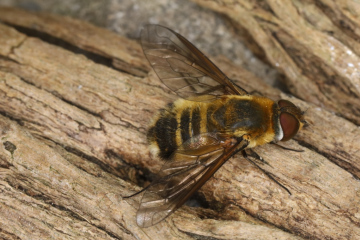 Villa modesta female 1 Copyright: Peter Harvey