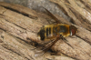 Villa modesta female 1